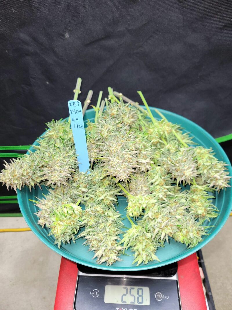 Sour Jealousy Auto, Фасовка: 3, изображение 26